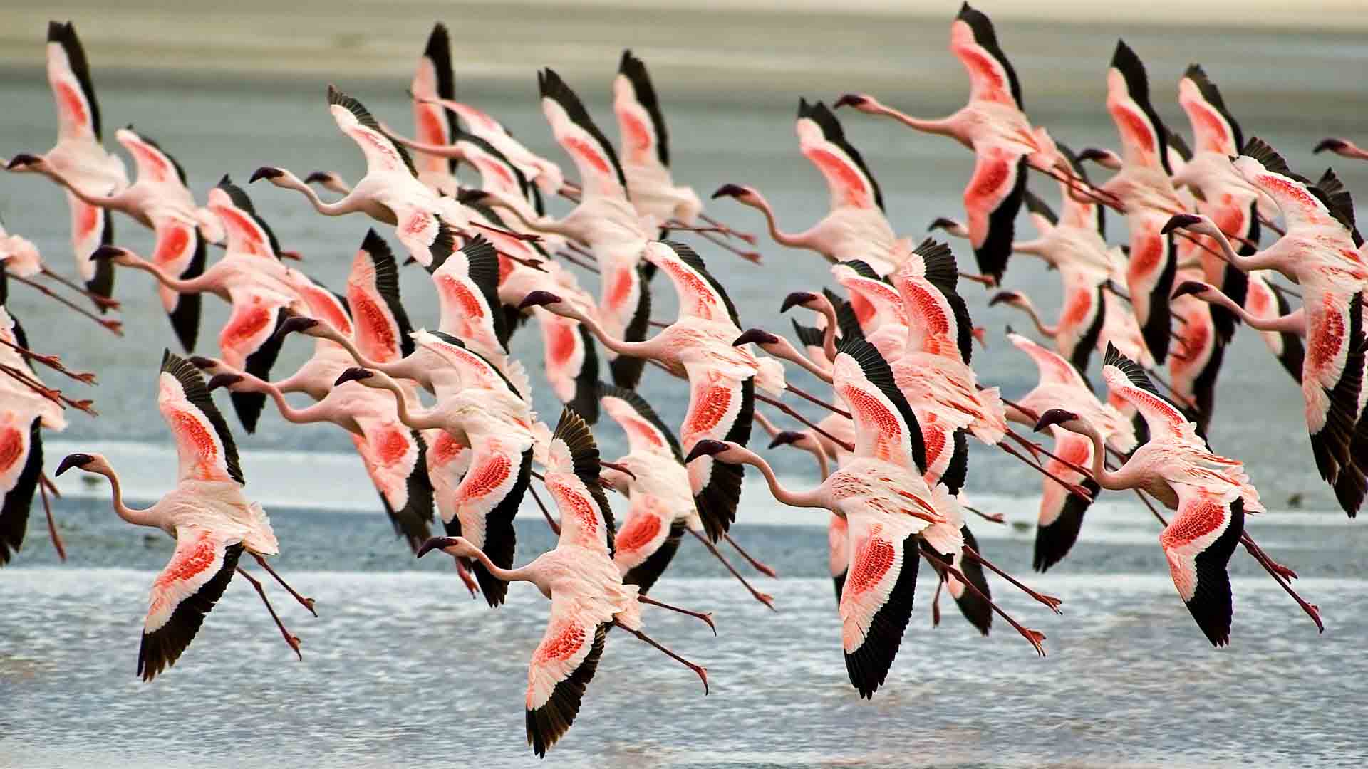 Greater Flamingoes in Lake Manyara, Tanzania Greater Flamingoes in Lake Manyara, Tanzania