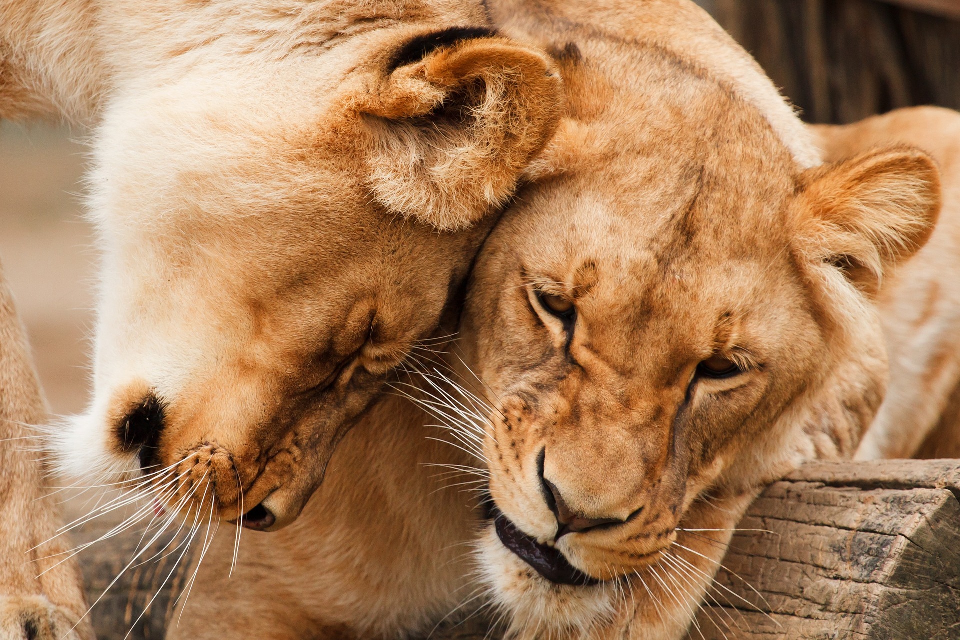 Lion Family Love Safari Lion Family Love Safari