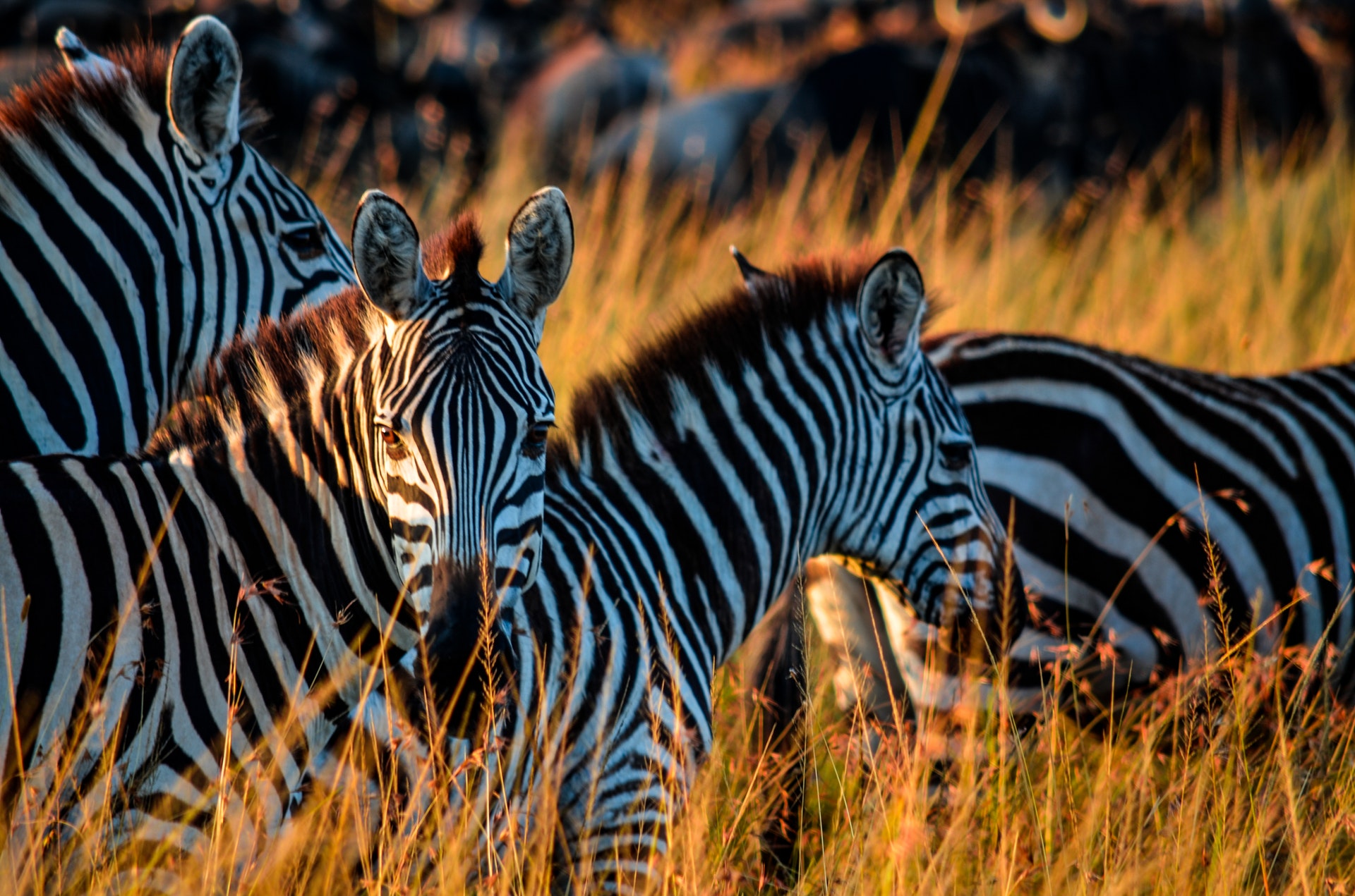 Zebras and Wildebeest in Serengeti National Park Zebras and Wildebeest in Serengeti National Park